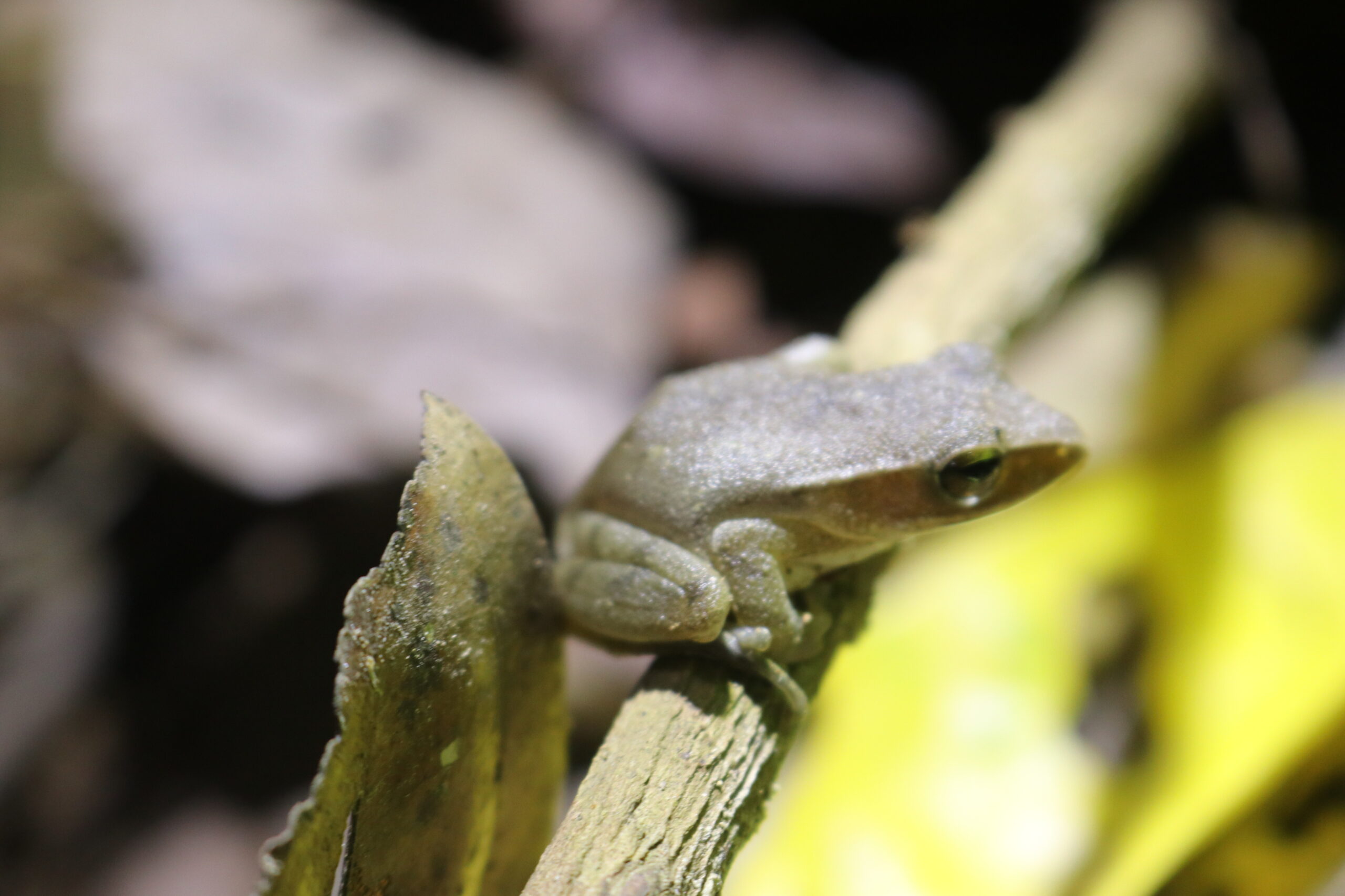 A Herping Adventure to Empower Education