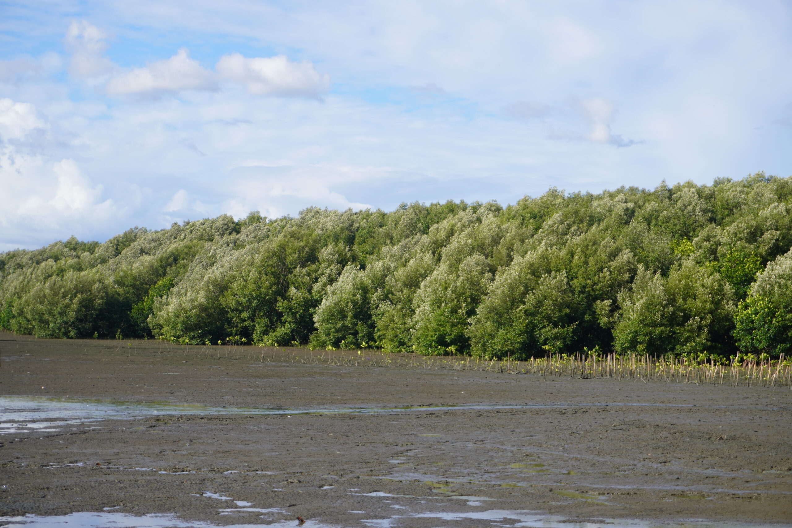 [Publication Article] Public Understanding: Towards Mangrove Conservation